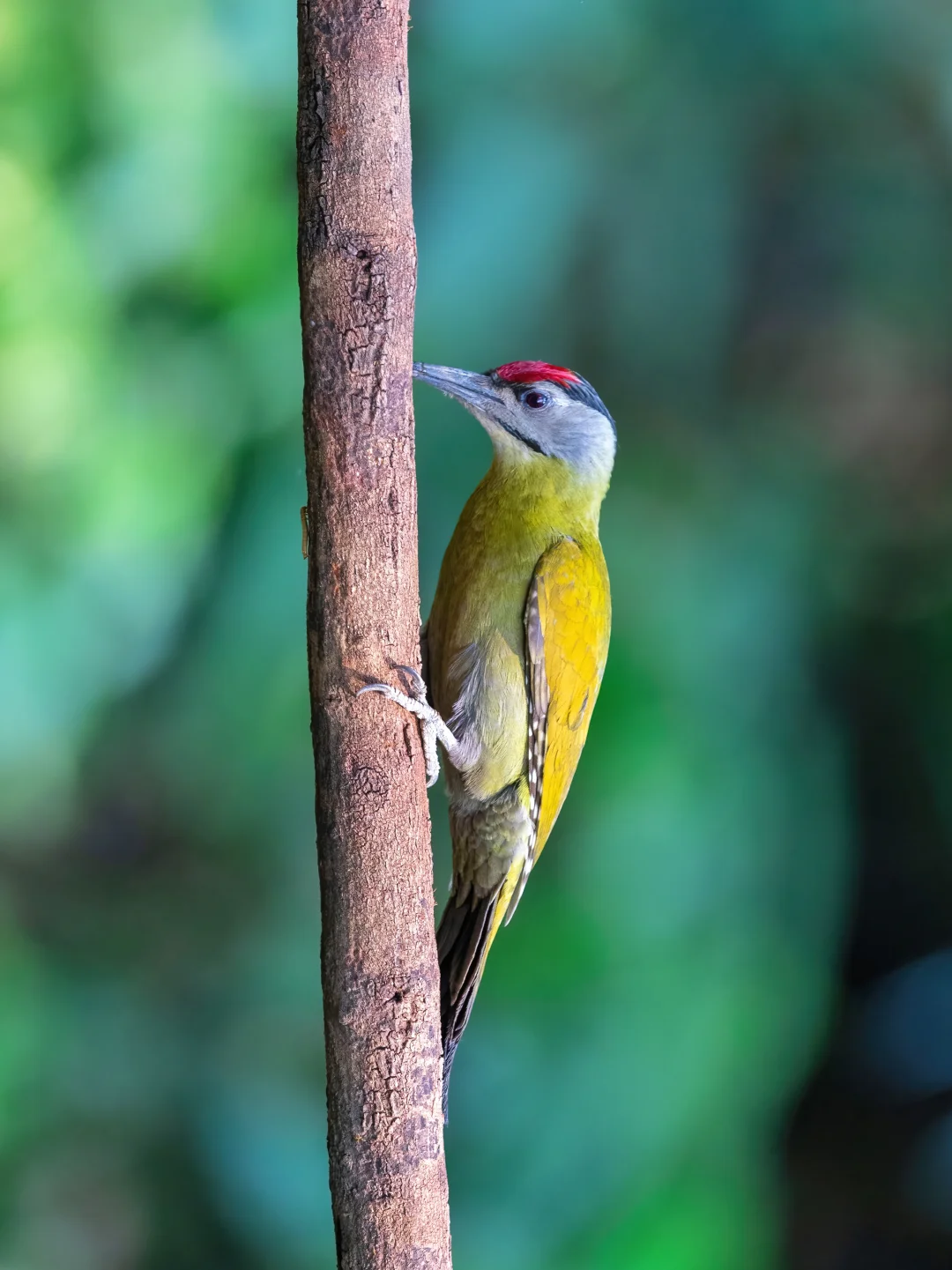 灰头绿啄木鸟眼神坚毅，成熟稳重