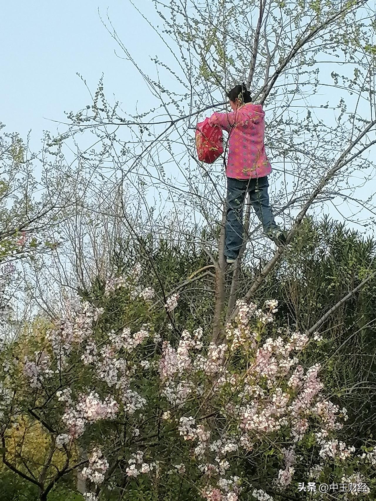 目前，榆树上的榆花儿开了，但是在这样的季节也不能冒着危险爬上树去采摘，实际上，市