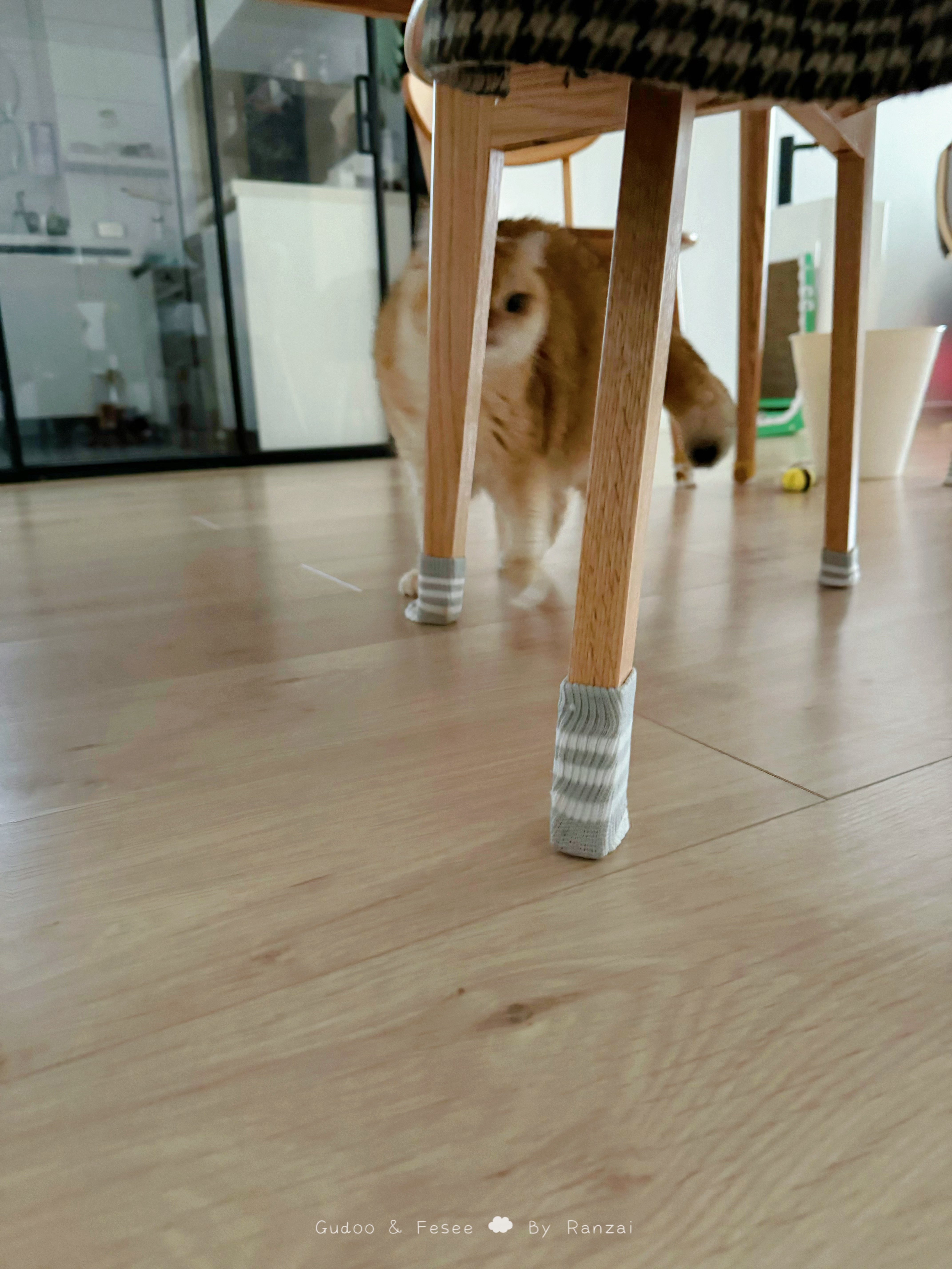 jio！前方创来一颗猫猫头[哆啦A梦花心]#菇冬怎么肥四[超话]##萌宠初冬日记