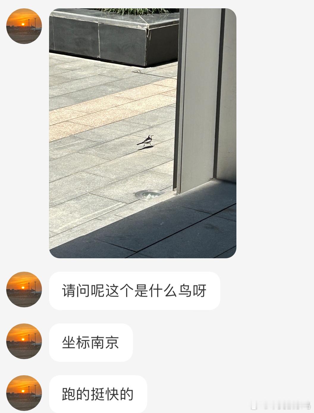送分题环节～走路频率超快！鲁迅笔下的“张飞鸟”便是它[开学季] ​​​