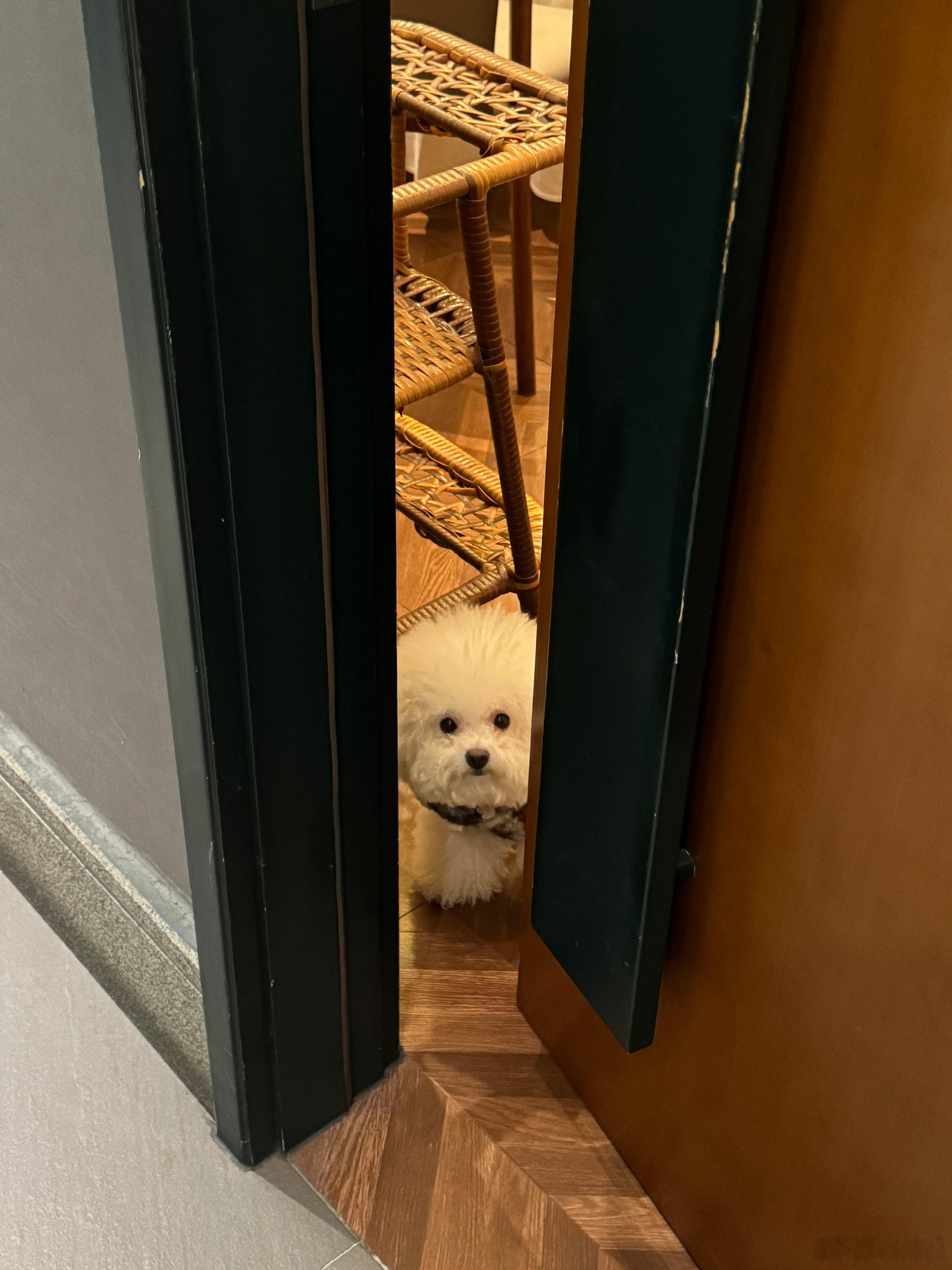 新年快乐哦两个宝贝🐶🎉葵宝新宝 新的一年健健康康平平安安 