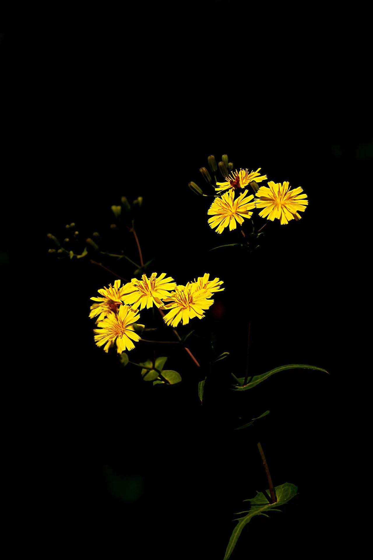 路边的野花。黑暗背景的花 黄色野菊 小黄花 孤傲的野菊花