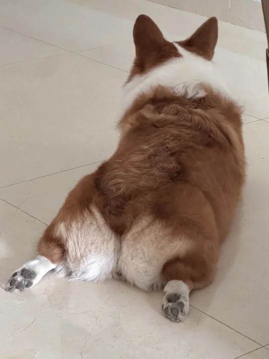 这么肥美的基屁股，真的很难不沉迷！