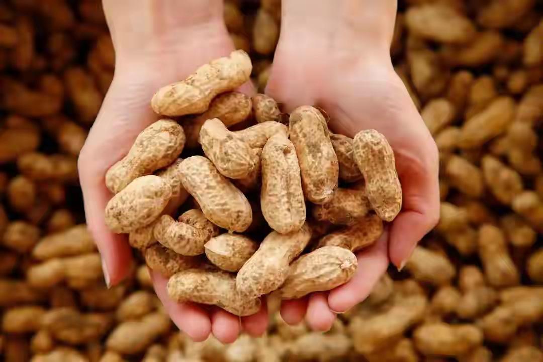 花生再次被关注！调查发现：糖尿病常吃花生，不过半年或有6好处

花生再次被关注！