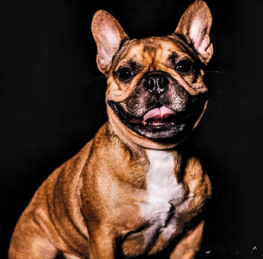 为什么狂热的爱狗人士，却很讨厌猫？

我见过爱猫爱到极致的人，也见过爱狗爱到痴迷