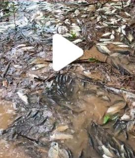 4月28日（发布）贵州。一名女子趁着天气晴好，独自上山拔笋，途中意外撞见一片因缺