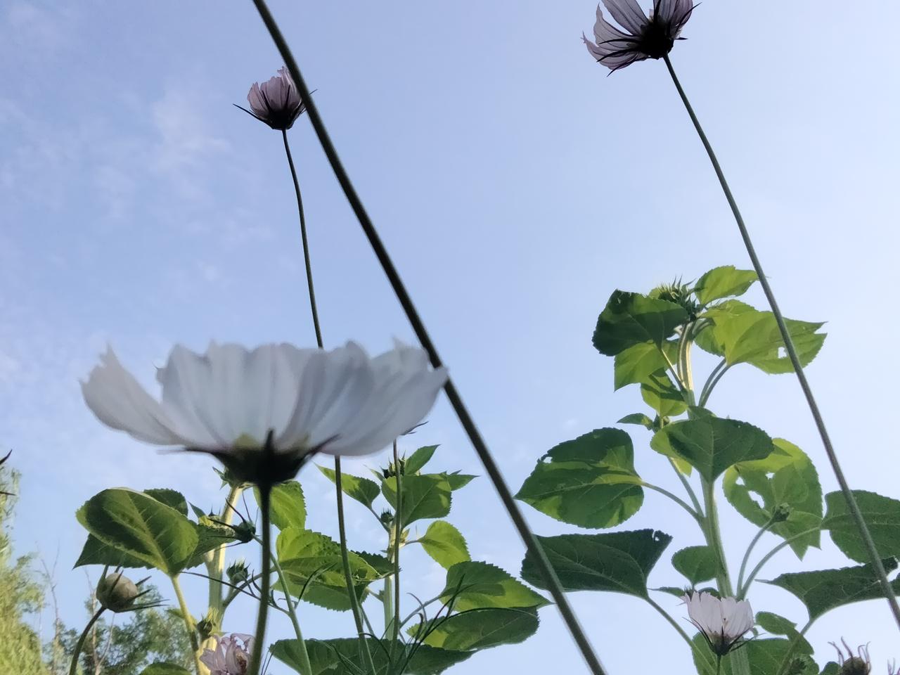 晒晒你手机中最美的一张野花图片家花、野花、菜花/道不的花名的花是野花。[大笑]