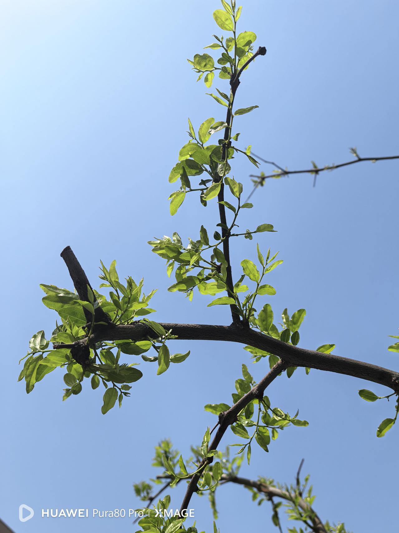 刚在小区遛弯儿，发现枣树的枝叶已长的很大了，山楂花开过后也坐成了果实簇拥在一起。