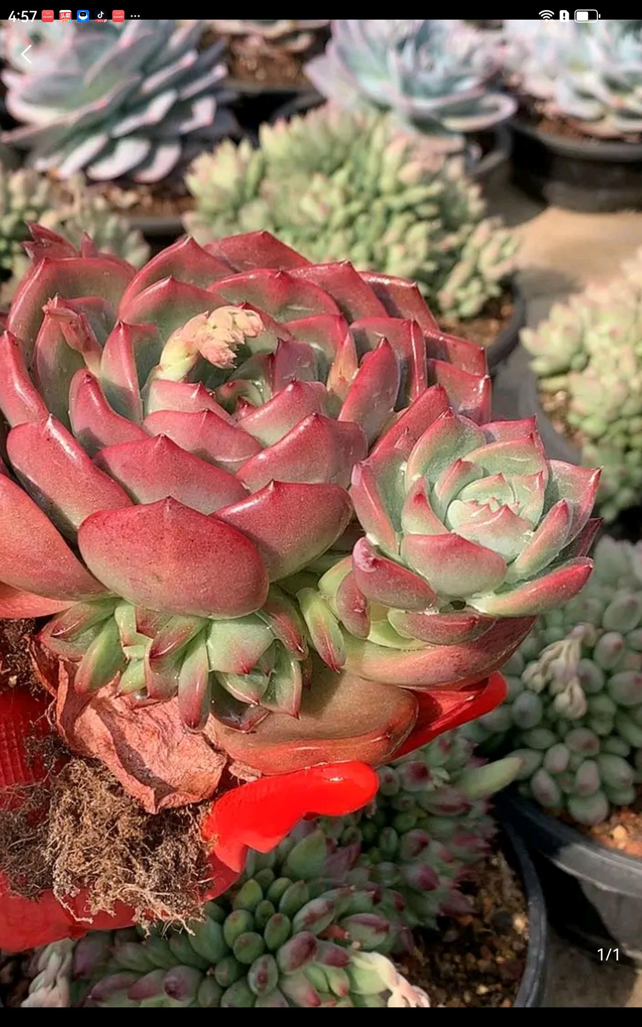 炒股就是追梦，有的人梦想成真，有的人财富梦碎，但是踏入梦园前，谁都不肯承认，自己