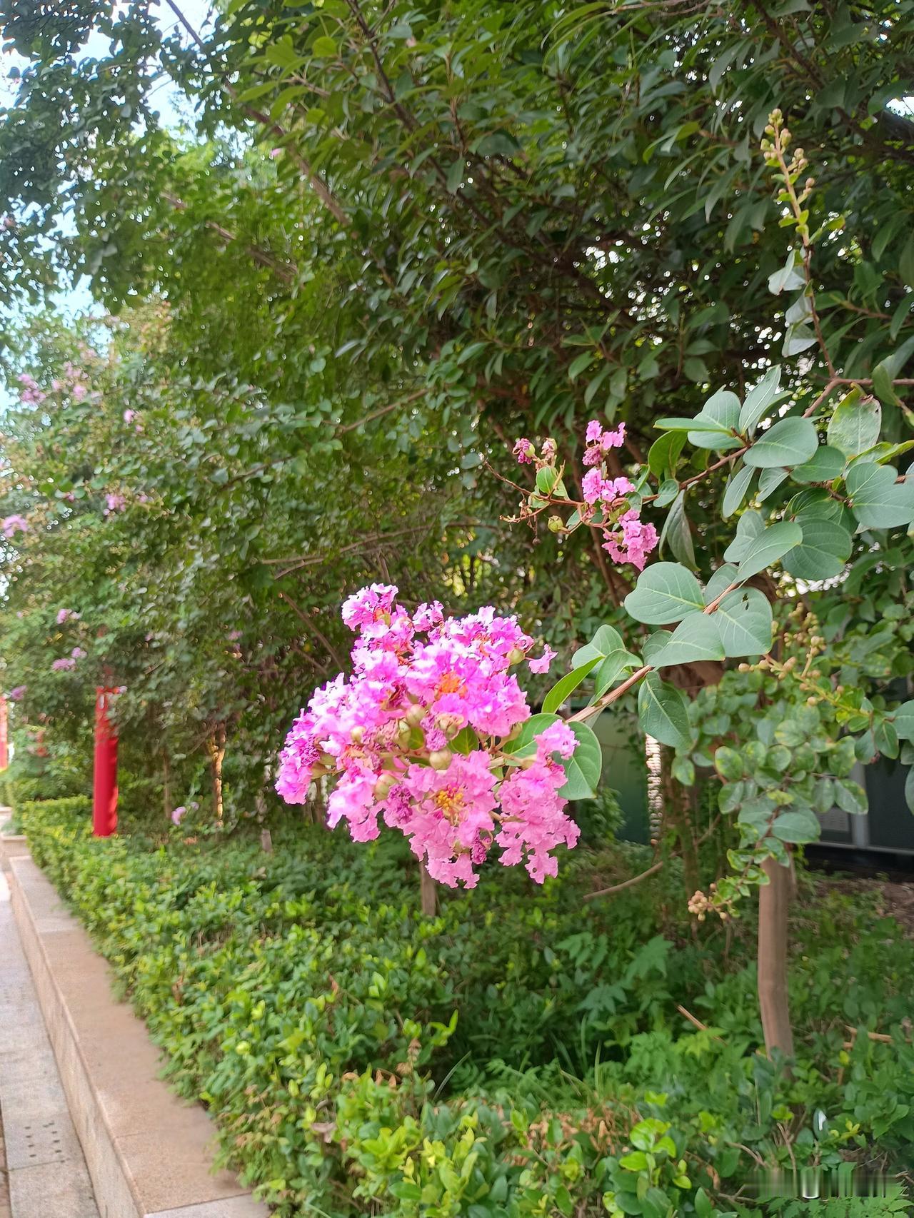 早秋的花儿与蓝天白云相映成趣，雨水的丰富滋养出无限生机！