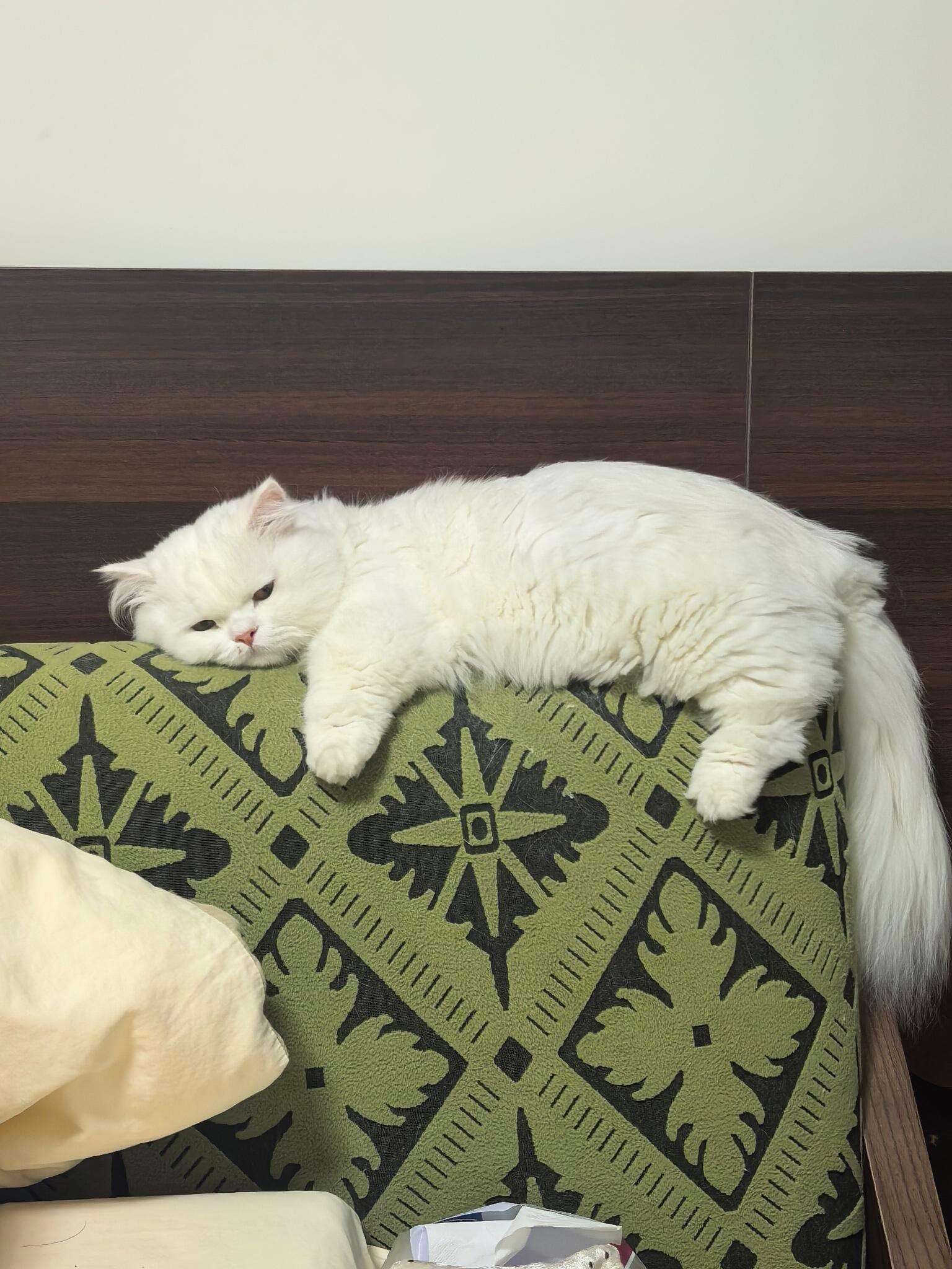 没有小猫不可以睡的地方😳 