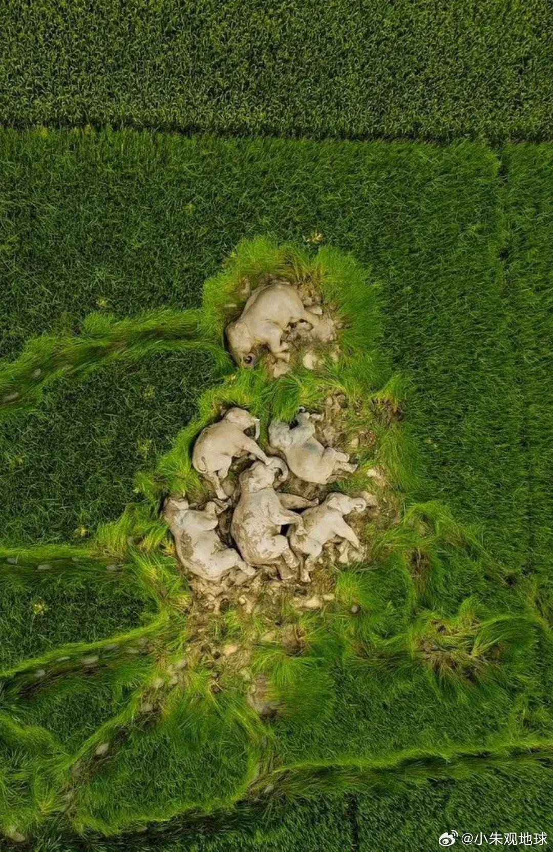 整整齐齐，正在熟睡的大象一家子 