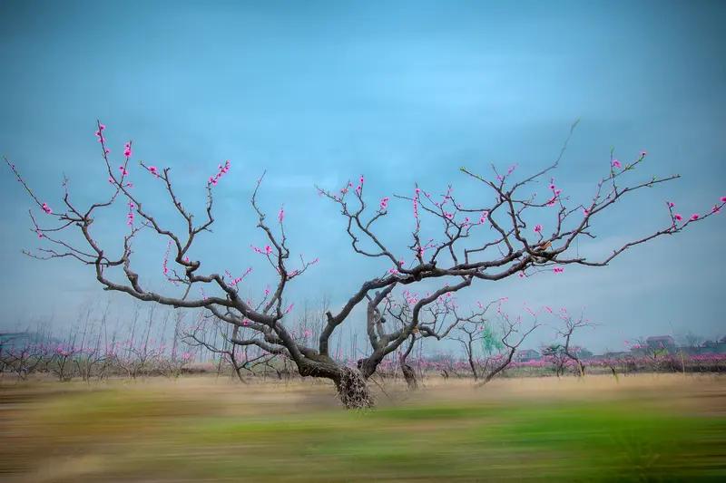 AI妙生图细雨润红千桃树。