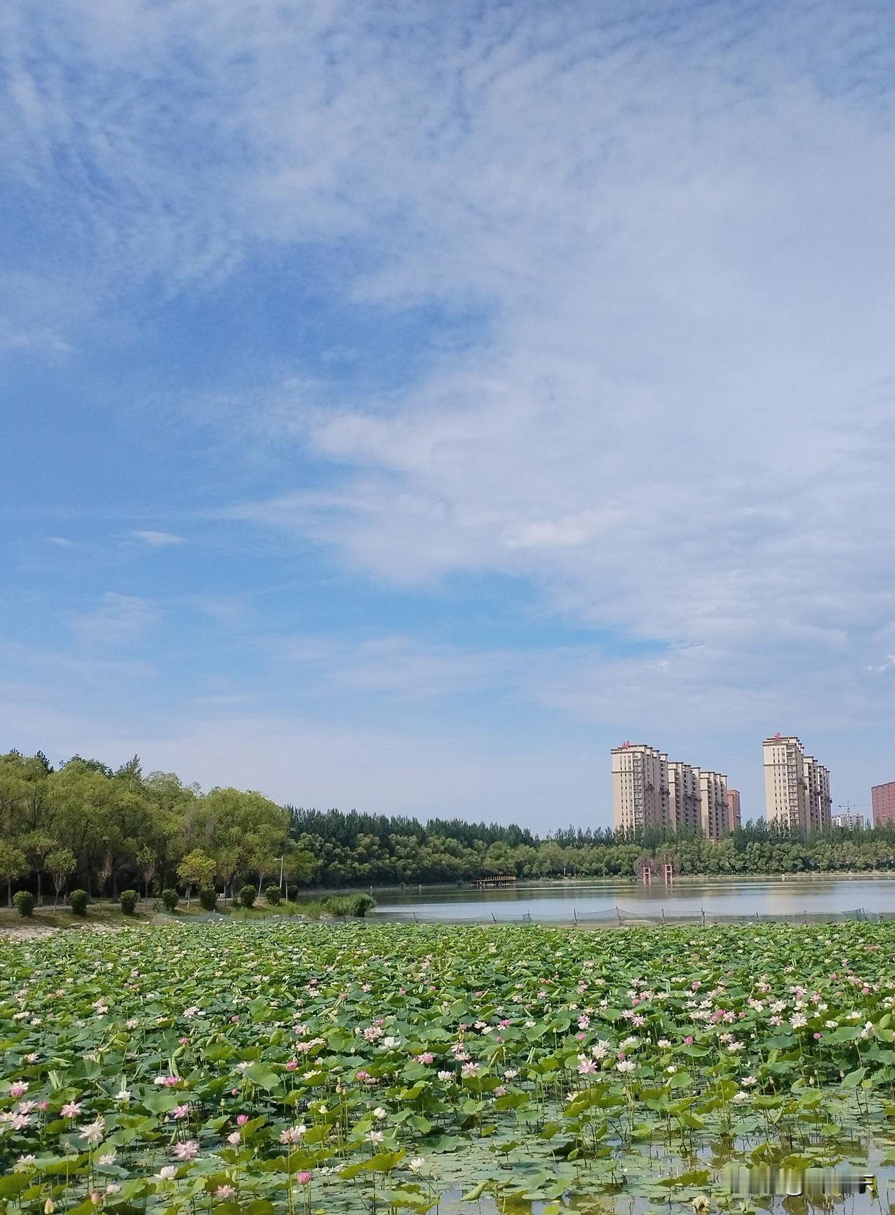 开半塘
娇艳荷花开半塘，
蝴蝶弄影蜂嗅香。
鲤鱼跳水沙鸥戏，
请续句……
（青蛙