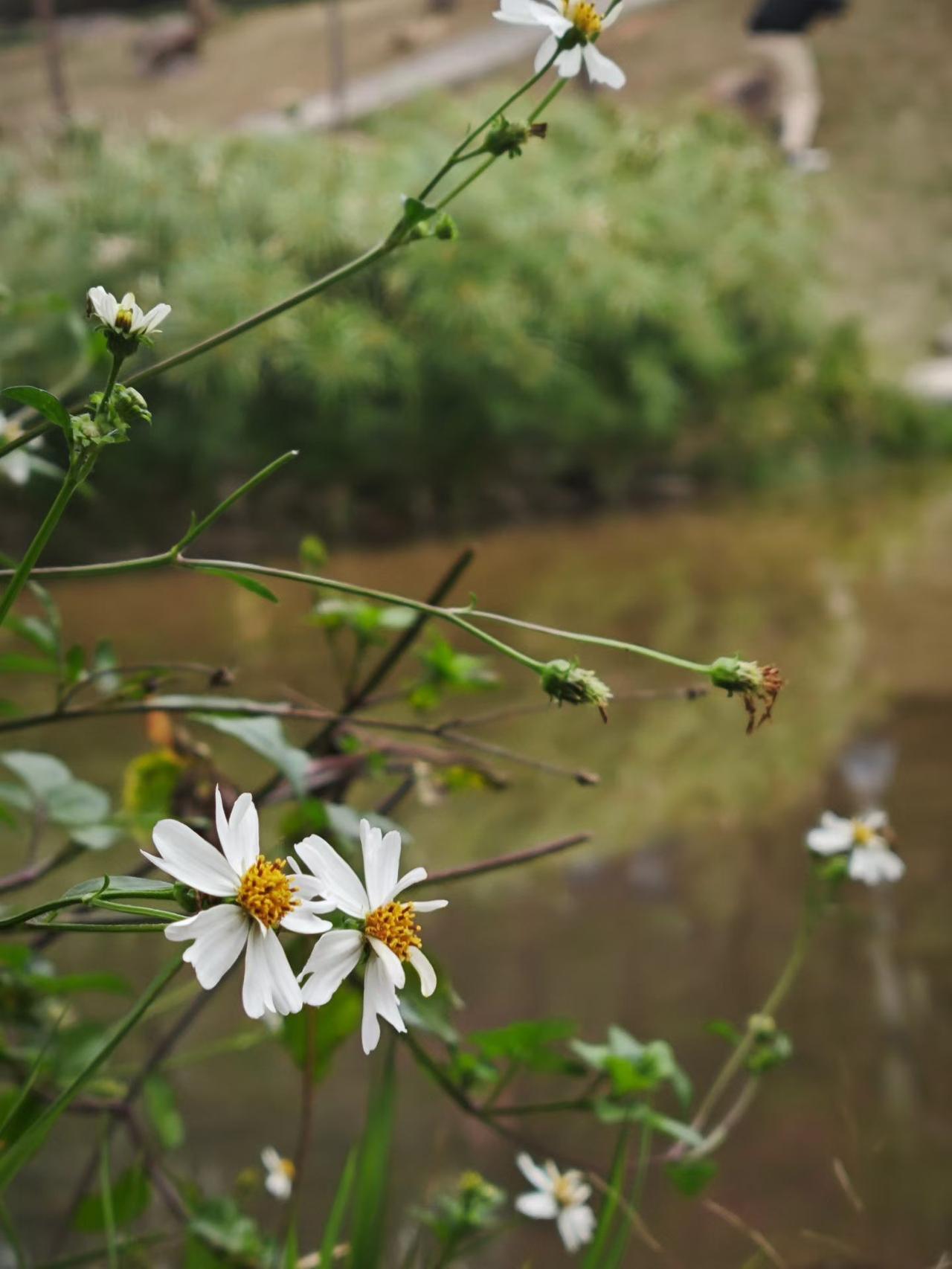 新年爱好打卡春天真的来了，好多地方都是繁花似锦啦。这是好友们拍的照片，感觉很羡慕