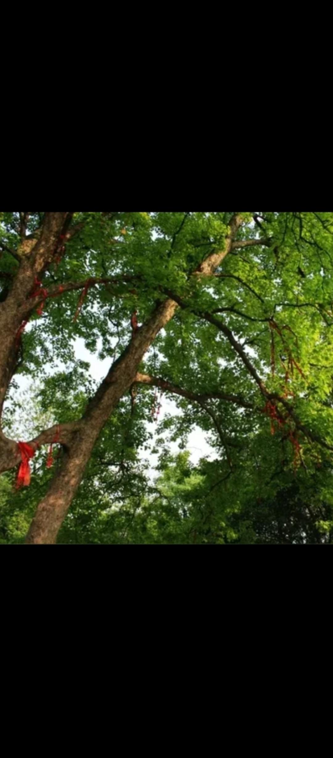 《词典》注解有误：“连理枝”，其实是一种树的名字，树叶对长；而不是《词典》解释的