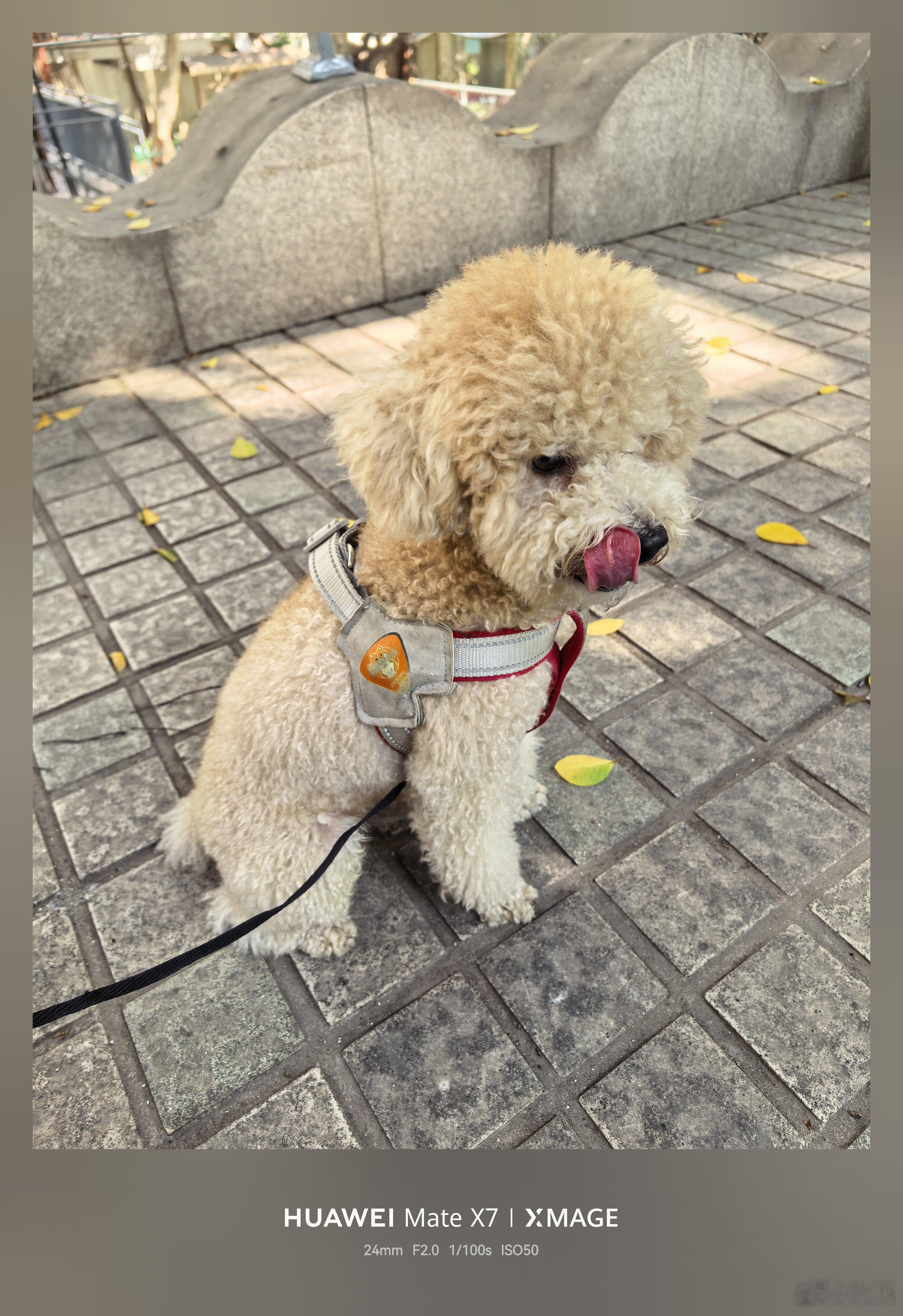 我和爱妻带着昨天丢了的狗狗在外面散步遛弯，没想到等到了主人留言，找到家了！归还狗