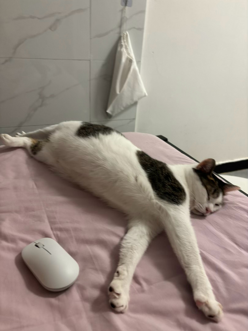 儿子辛苦了，抓到一个米老鼠 ​​​