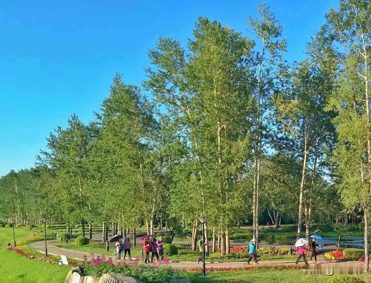 发一张你相册最绿的图片这是家乡小城夏日公园里绿树成荫的图片，绿不绿？