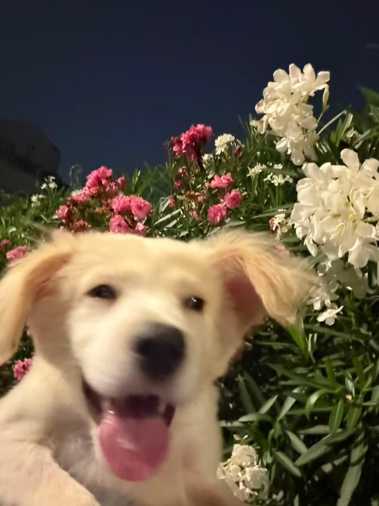 每日一狗