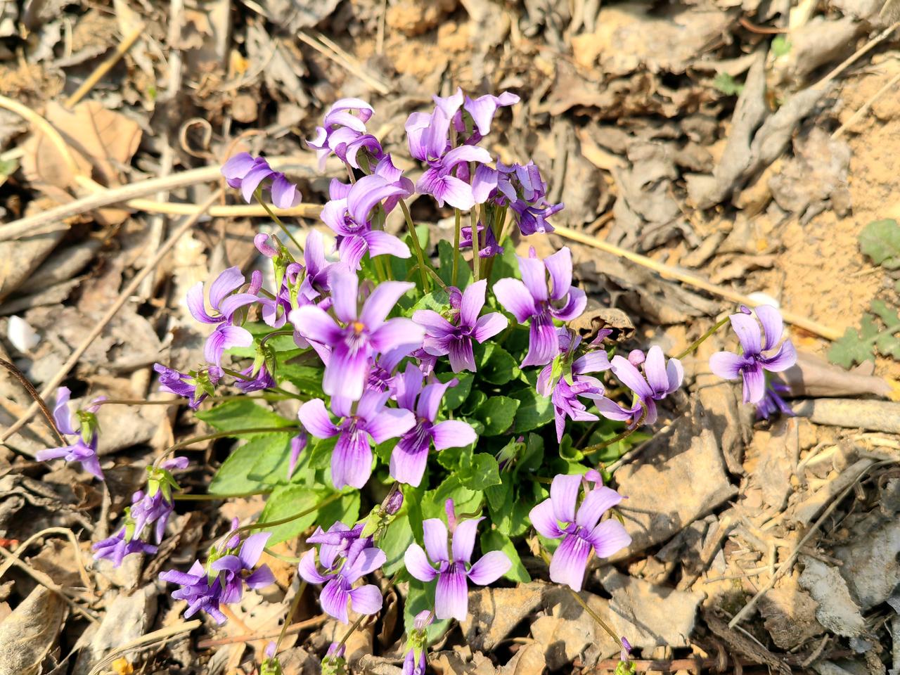 今天在地里见到这种小紫花，感觉似曾相识，但就是不知道叫什么，小的时候知道它叫什么