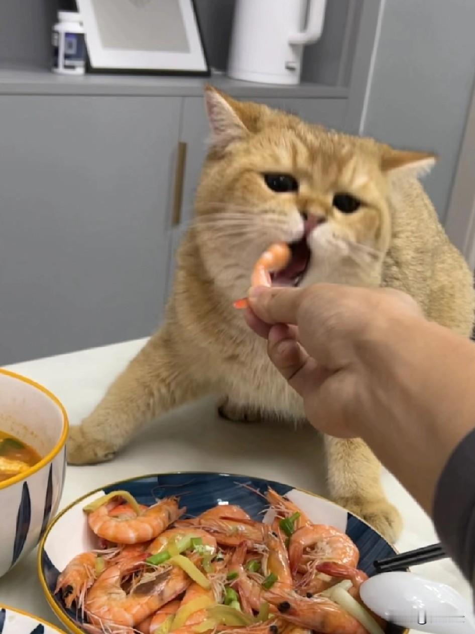 真不是夸张，我家猫是个实打实的“挑嘴精”，除了新鲜白虾，不管是进口还是国产猫粮，