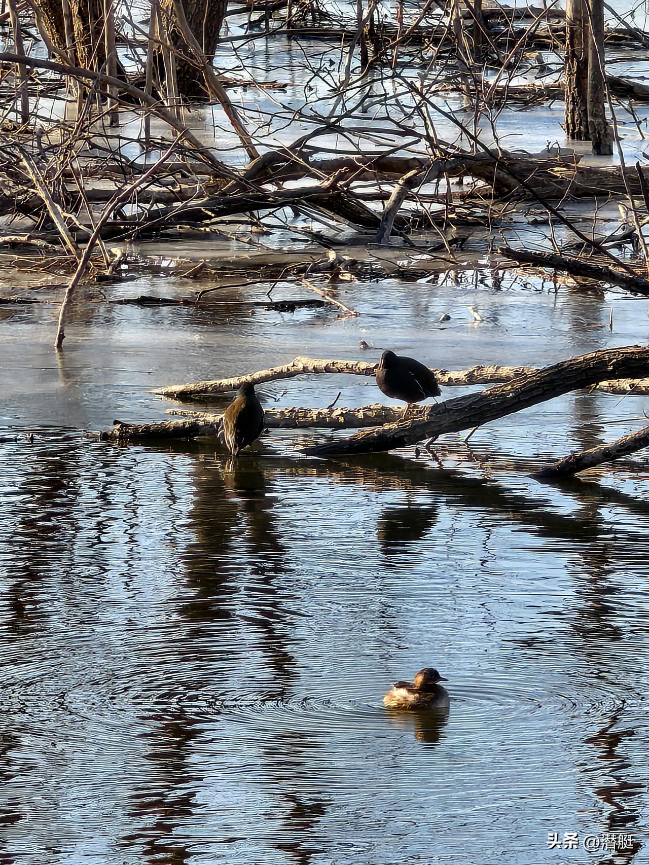 随手拍野鸭子昌平白浮泉公园拍的班嘴鸭、绿头鸭、班嘴秋沙鸭……