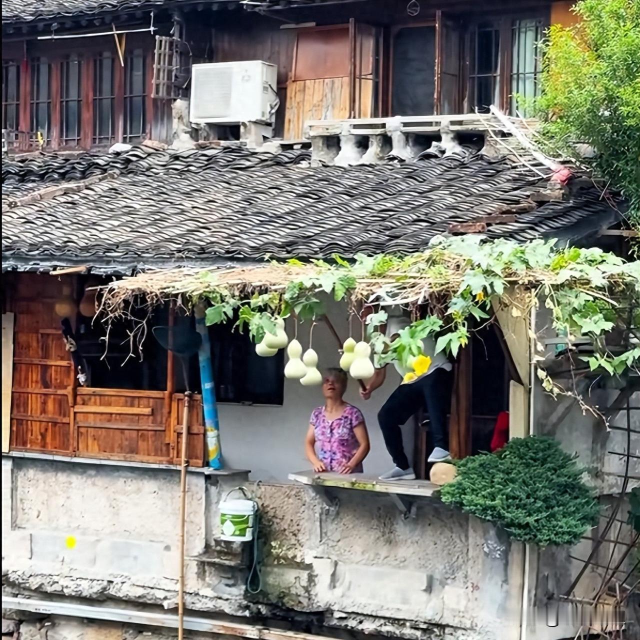 “葫芦娃果然又挂回去了。”

摘下没几天，绍兴的葫芦娃爷爷又在奶奶的帮助下，把七