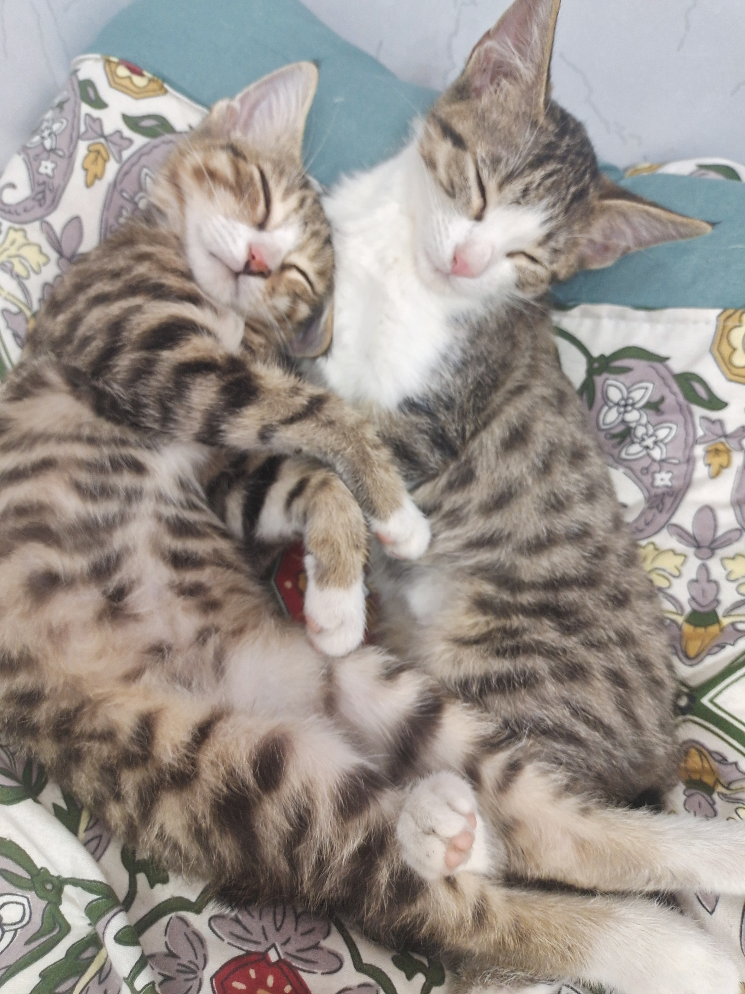 张照愉[超话] 我的小猫咪可爱吧​​​
