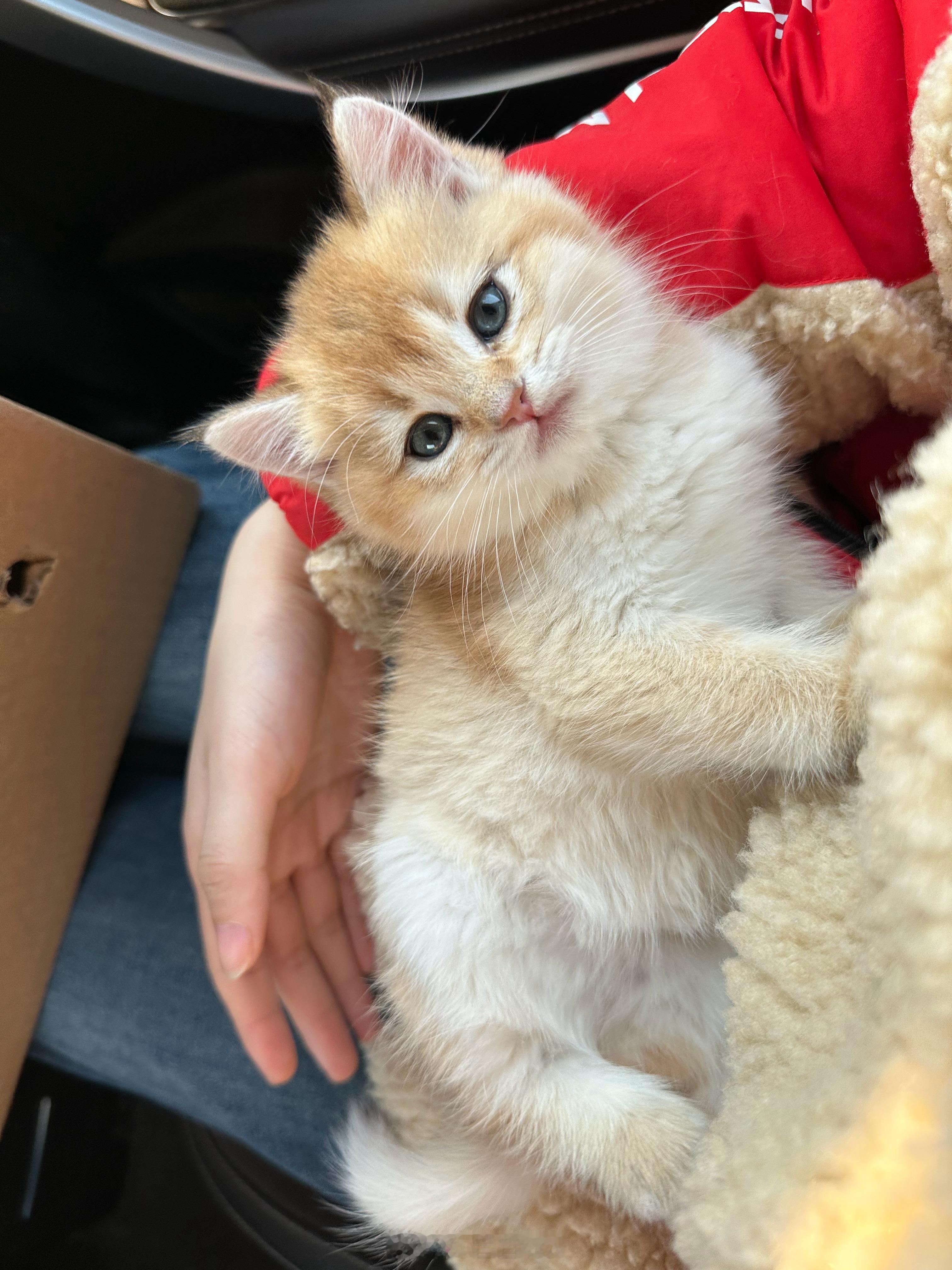 有猫🐱了！叫钱钱！ ​​​