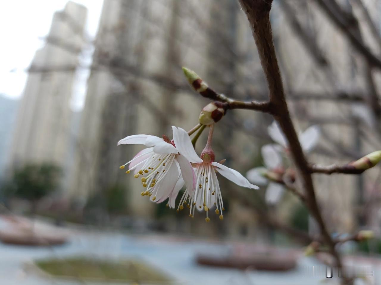 万能生活指南春暖花开富贵到