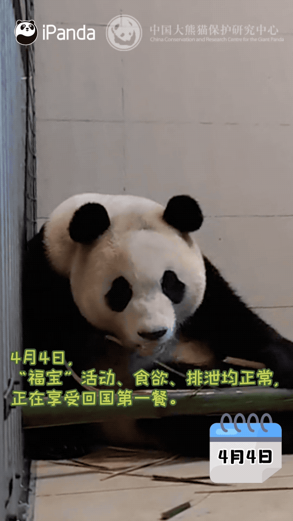 【吃吃喝喝！#福宝拿捏了四川人的松弛感#[送花花]】没有什么是吃吃喝喝解决不了的