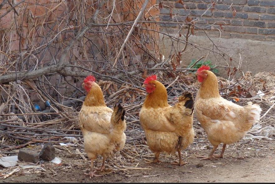 80块钱三只土鸡，你敢吃吗？
我是农村长大的，家里散养了几十只土鸡，节假日的时候