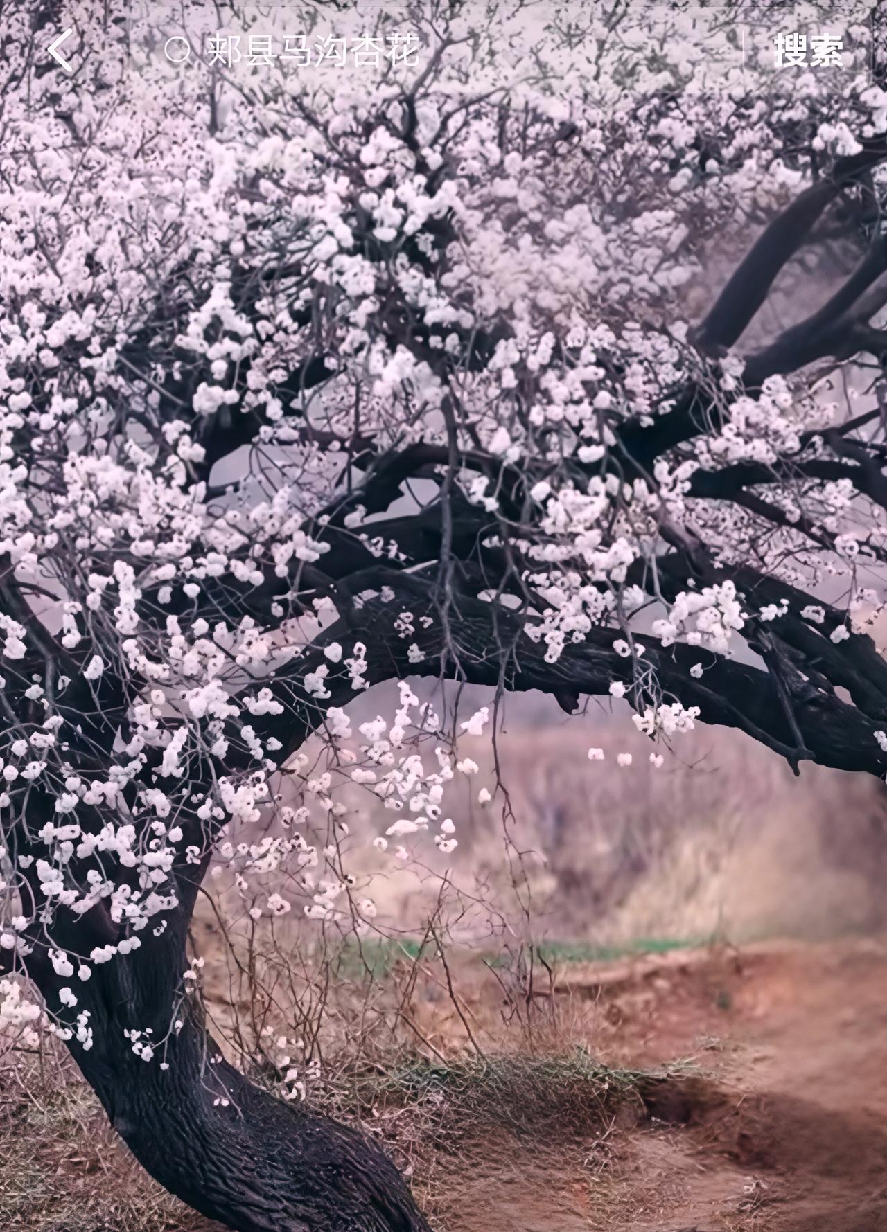 树干黑得发亮，枝桠盘得像老人的手，却把满树的白杏花，开得软乎乎的，风一吹就飘碎成