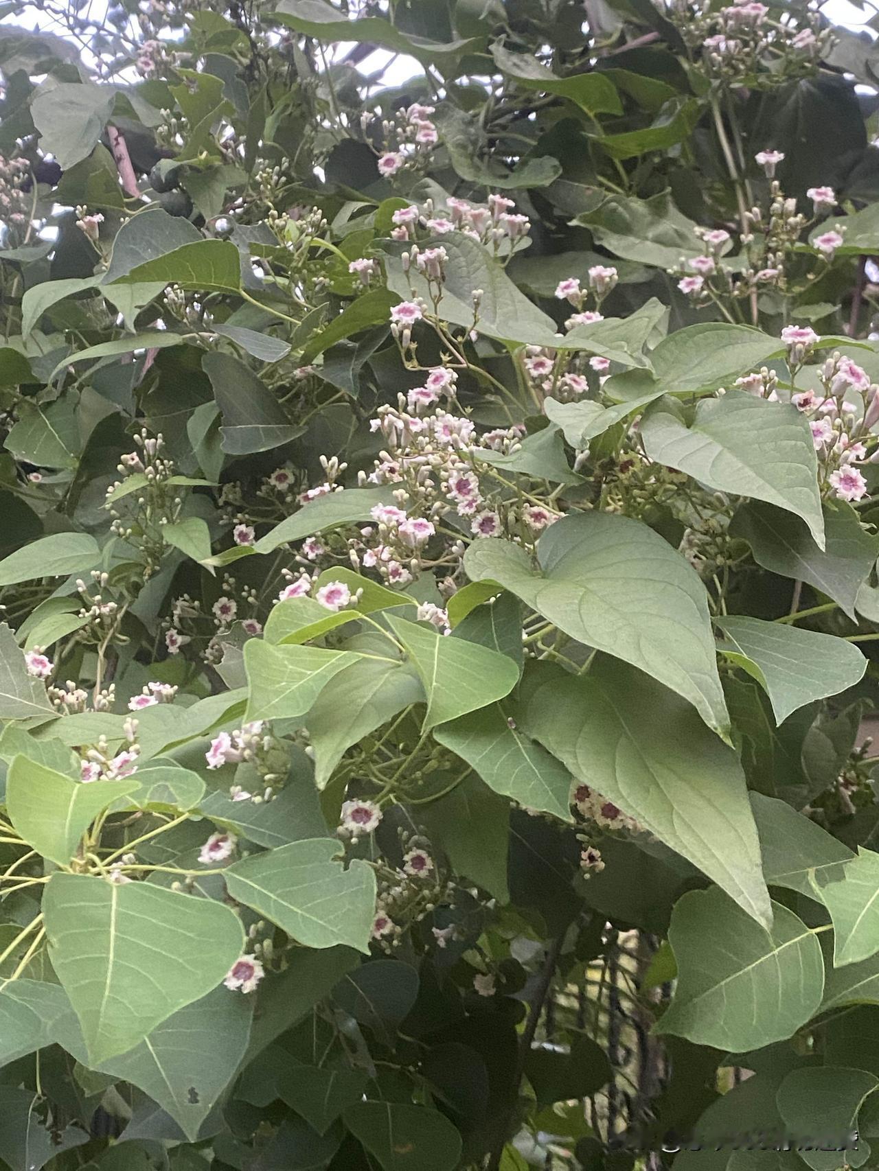 你问我答有人知道这种是什么花？