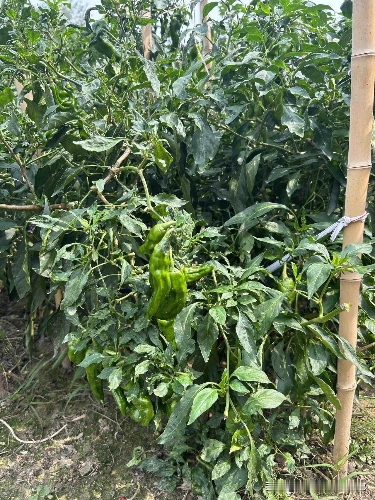 秋分这天的仪式感秋天的影色。我们这里是农村，这里没有高楼大厦，只有田园风光。
秋