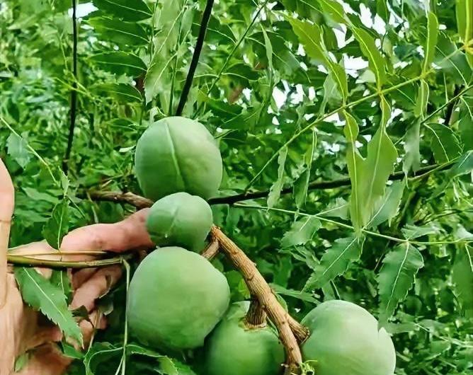 黄河以南独苗：亟待守护的“状元树”
 
         在郑州丁楼村的校园旁，