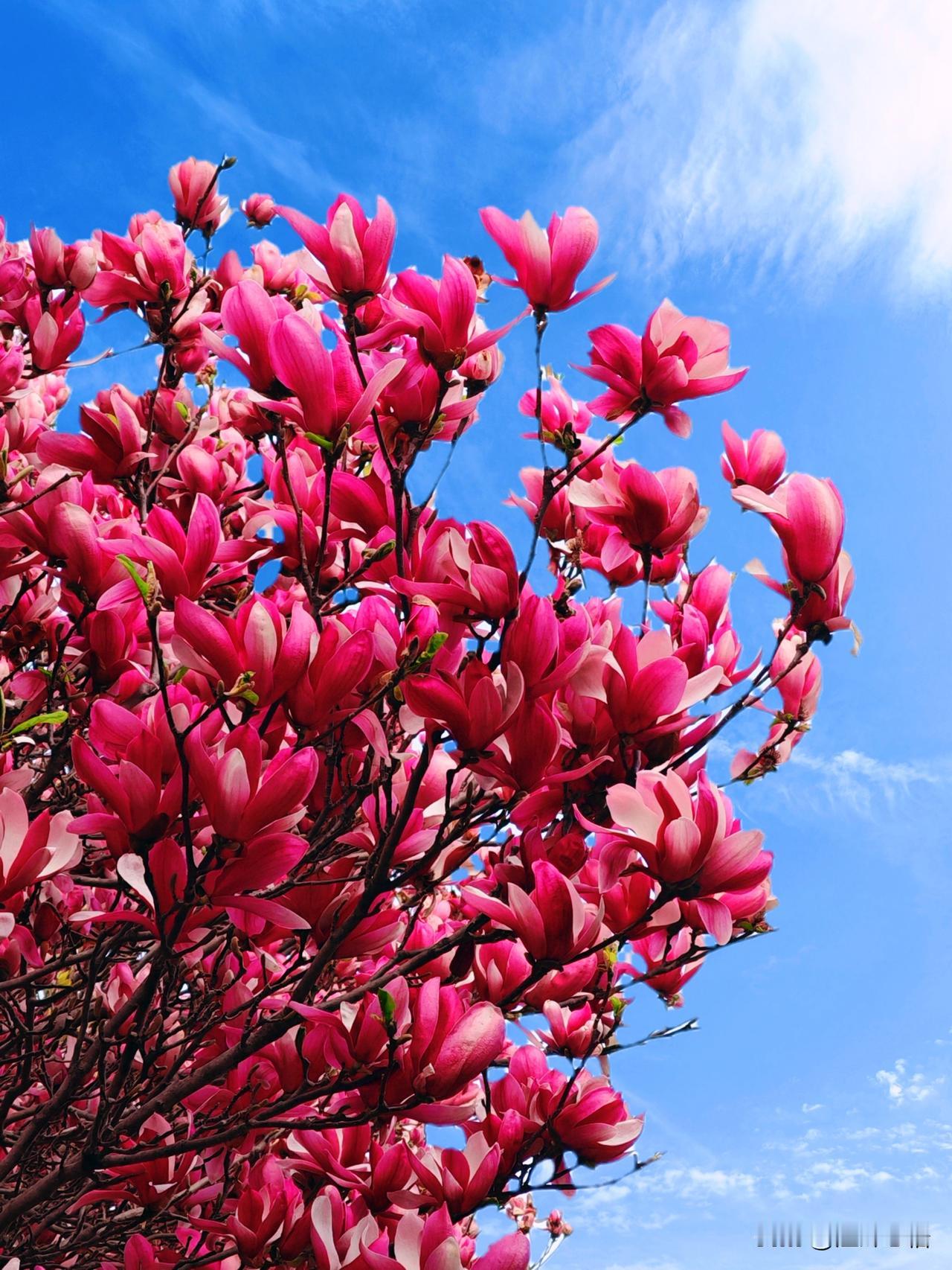 粉嫩盛开的木兰花，春日里的浪漫与美好。🌸🌞