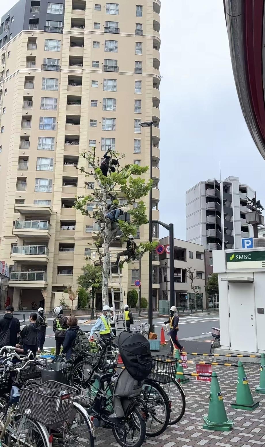 那天从便利店出来，门口围着一堆人。抬头一看，树上挂着四个年轻人在剪枝，底下还站着