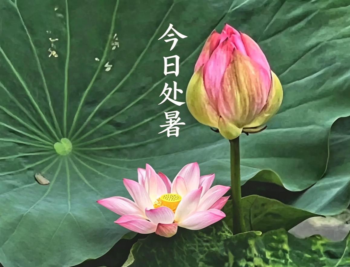 今日处暑，秋老虎还在！无病各家，这几件事趁早做

老辈常说“处暑天还暑，好似秋老