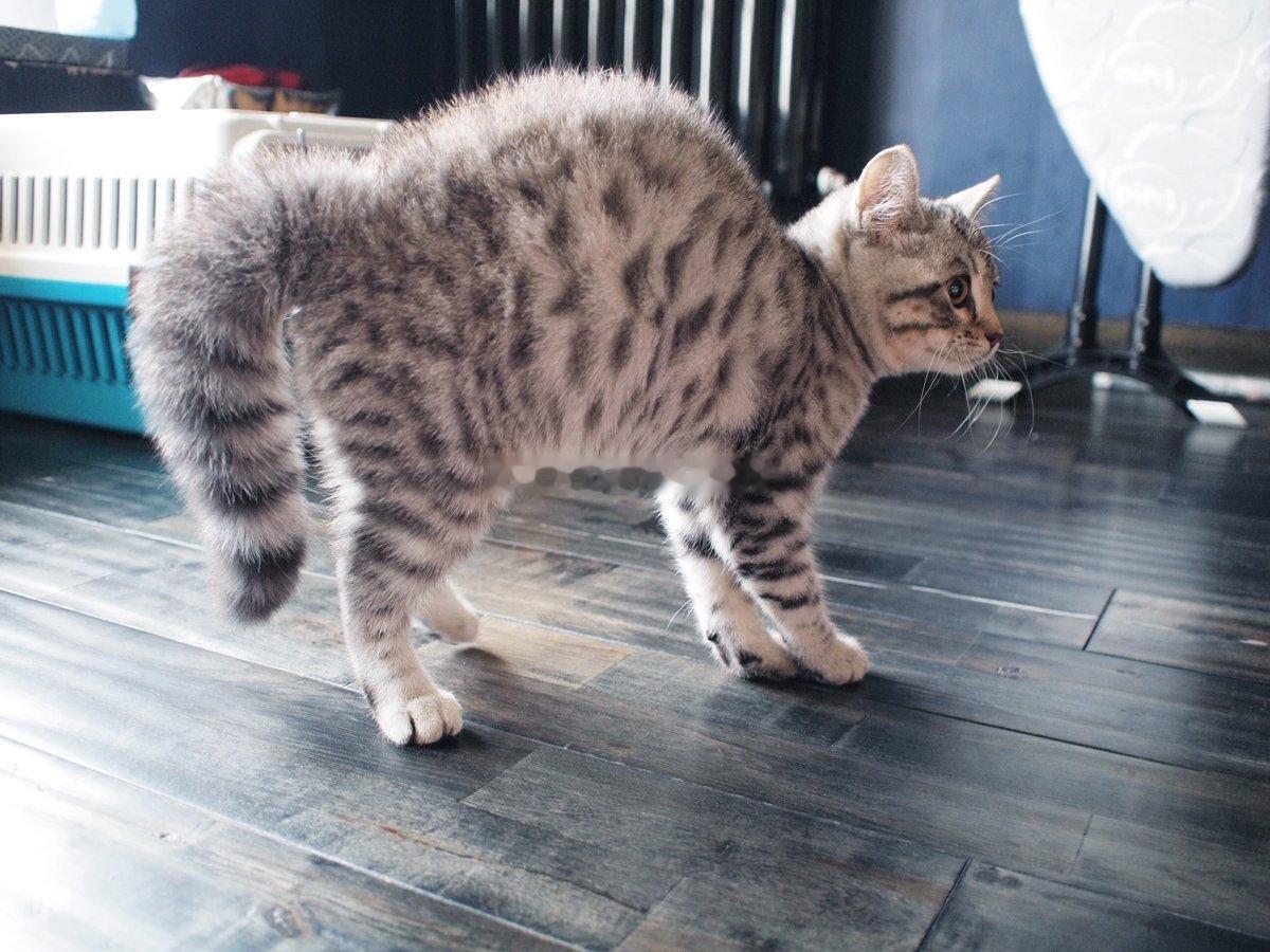 苹果实况你要毁了小猫苹果实况拍照自带瞬时闪光+快门震动，强光突然闪现极易吓到猫咪