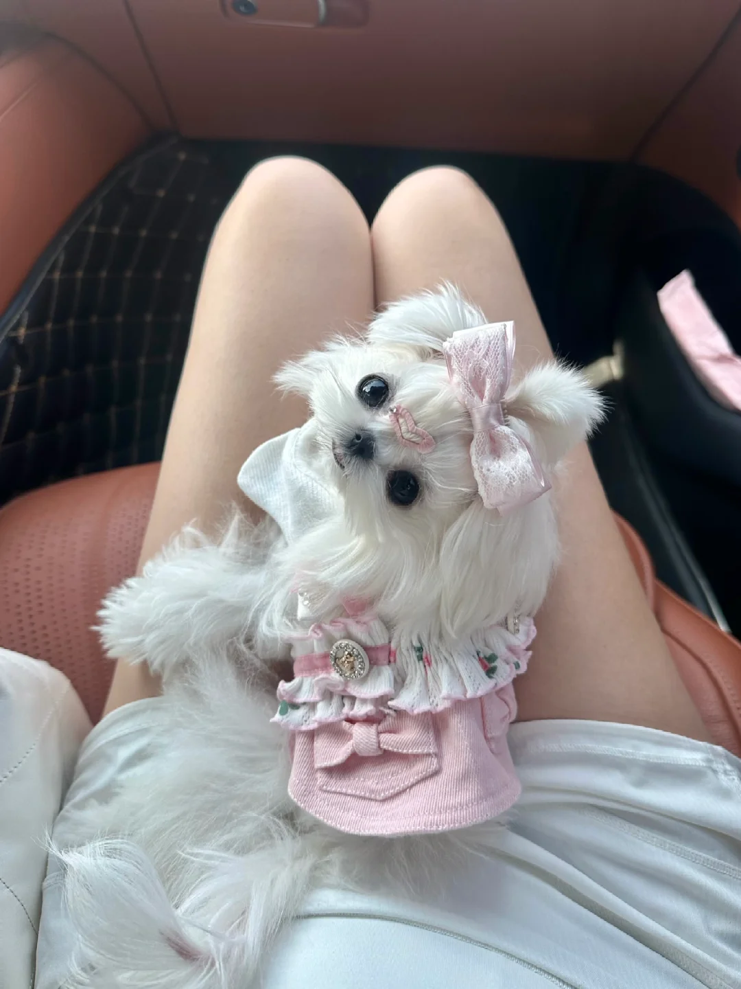 她好像知道自己很可爱🐶无法抗拒