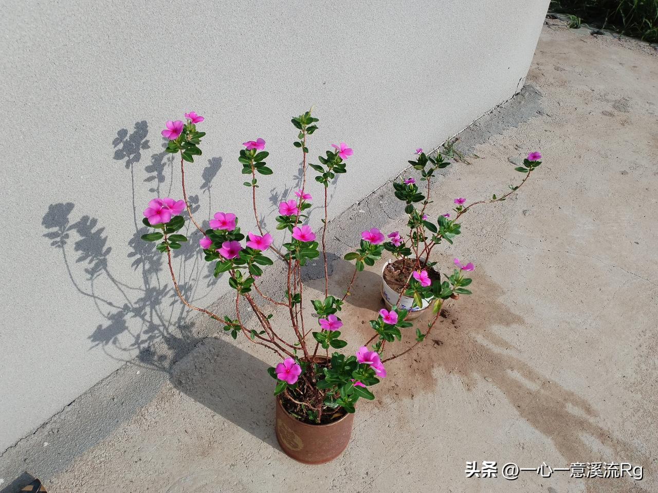 让美好的情意，在生活中像美酒一样醇香，走过春夏秋冬四季，伴随着人的一生！