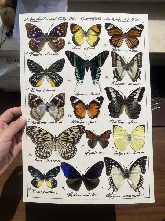 标本 蝴蝶标本 蝴蝶 晒出我收藏的昆虫标本