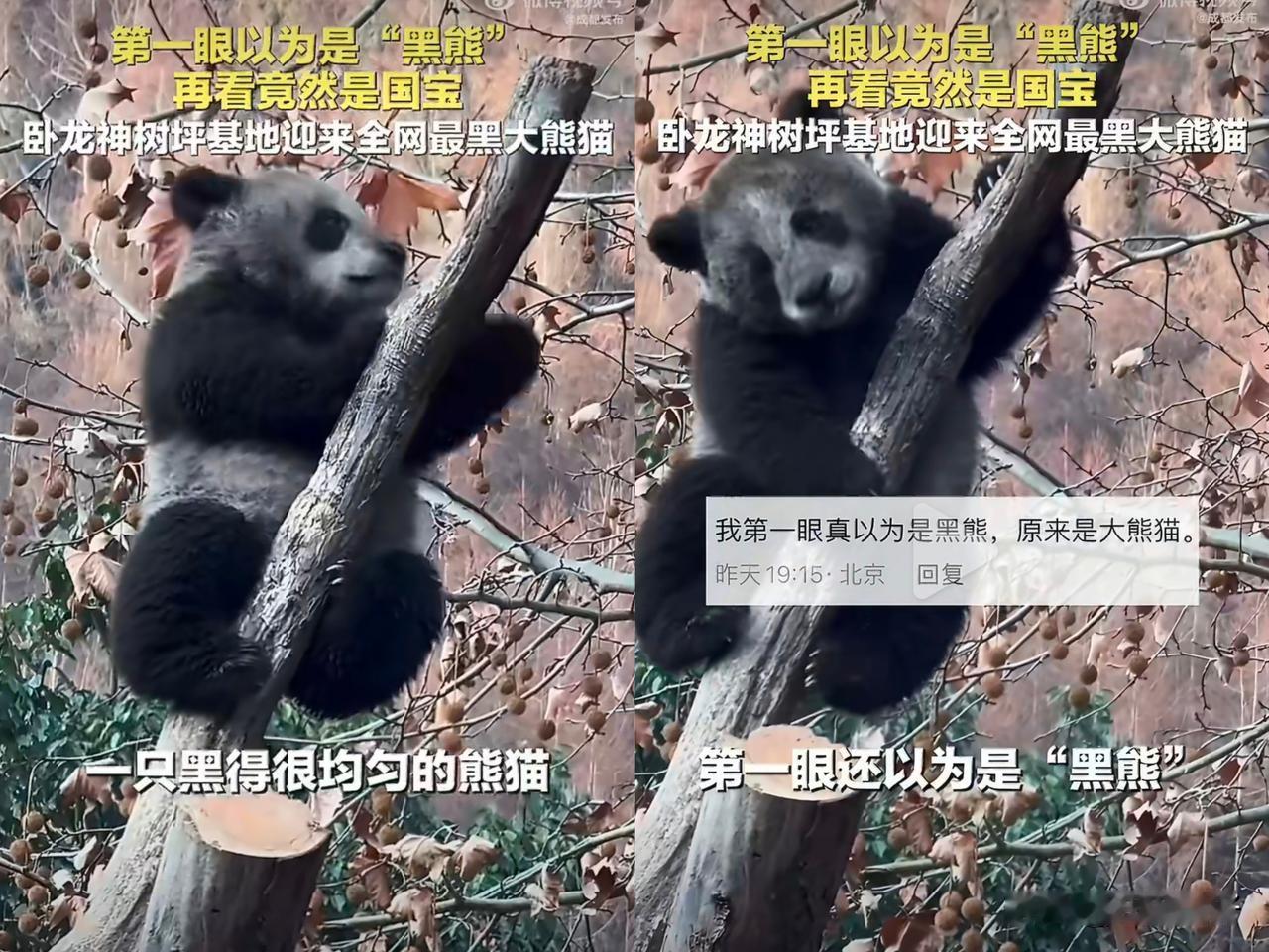 在四川卧龙神树坪基地，一只因毛色异常黝黑而被称为“全网最黑大熊猫”的新晋网红，近