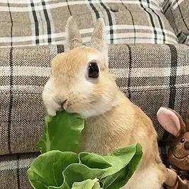 多吃蔬菜🥬