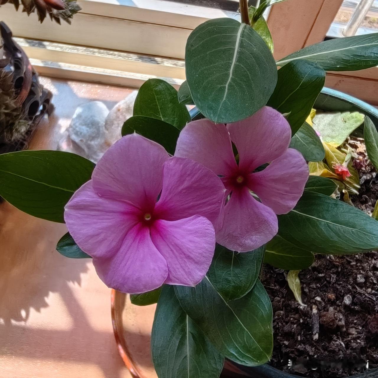 分享一张花开的照片五辫花。
