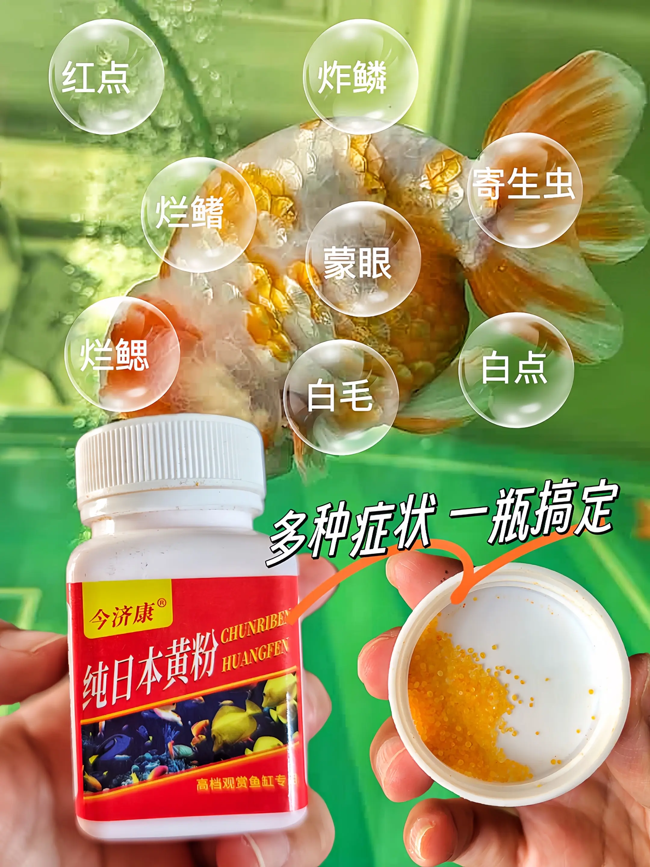 今济康纯日本黄粉，针对高档观赏鱼而生。精准对抗红点、炸鳞、寄生虫等多种...