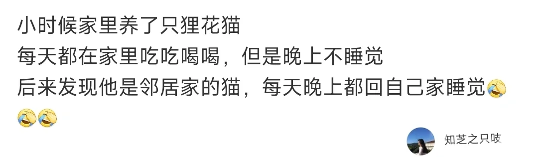 这江湖上从来不缺关于狸花猫的传说