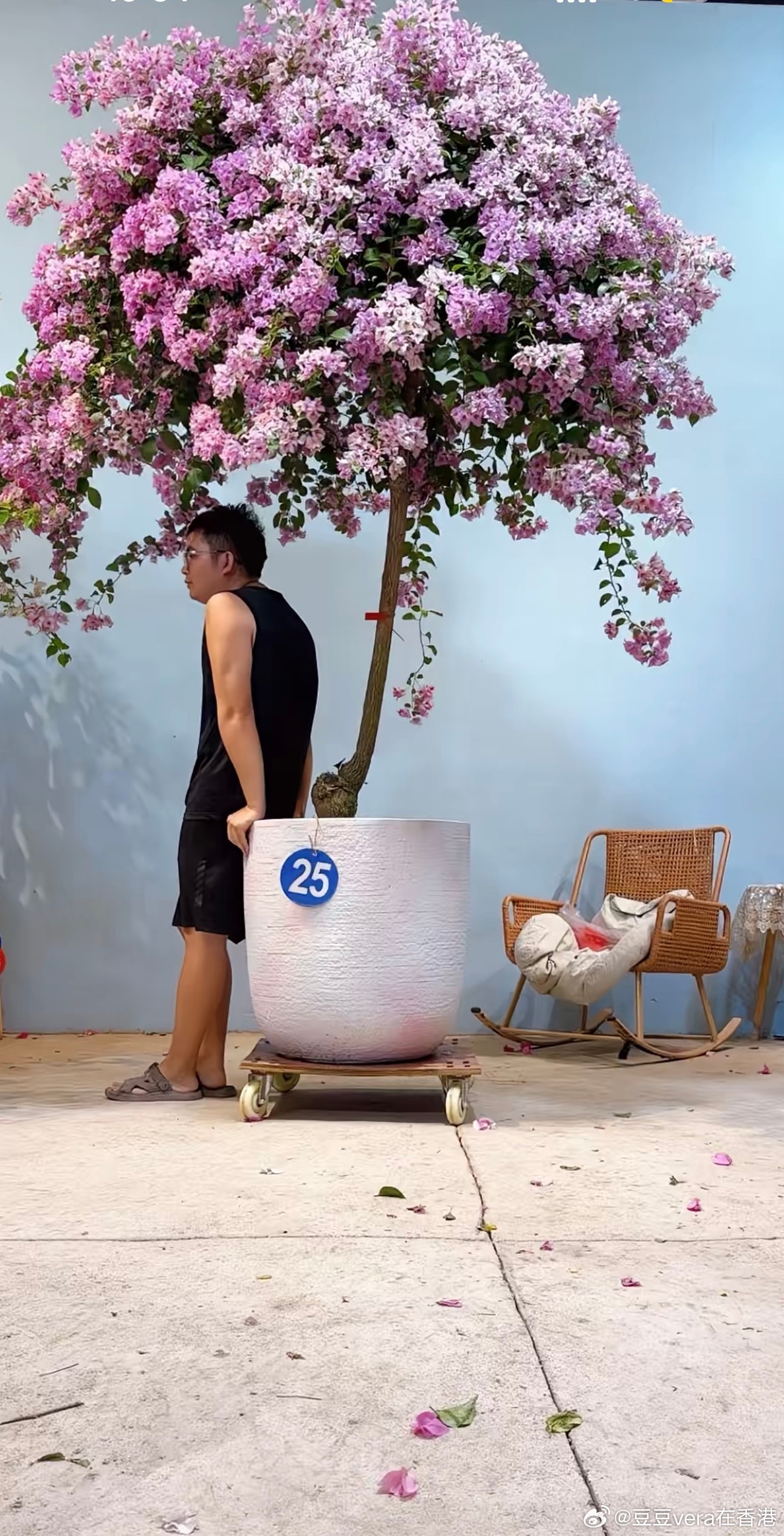 这盘简直绝了，为了一盘花想买一个小院子 ​​​